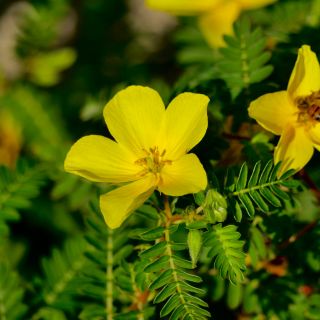Tribulus