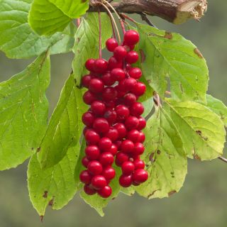 Schisandra